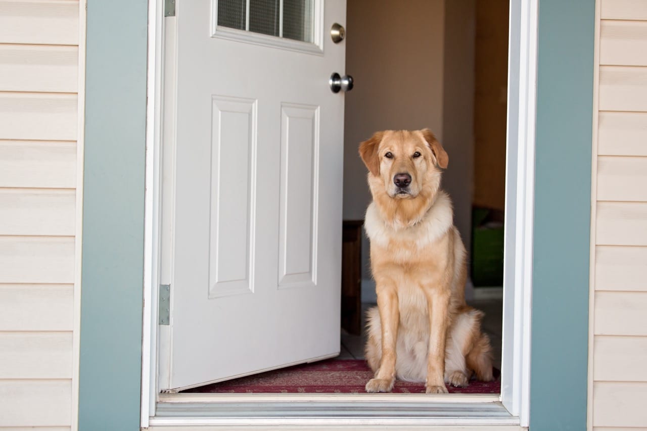 Golden Retriever at front door